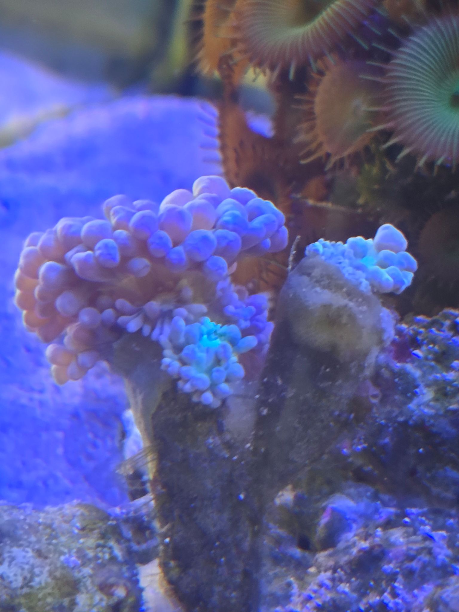 Please any advice why my two heads have retracted on my Duncan I've read they could be gro...