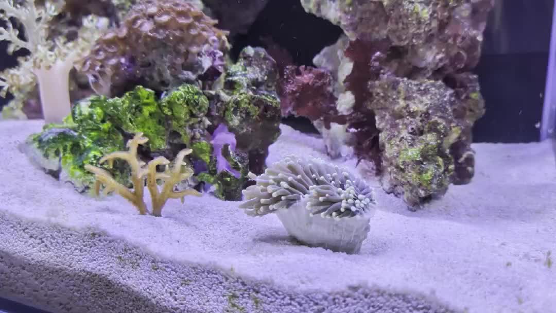 New to this group and after some advice. I've just got my first torch coral and not really...