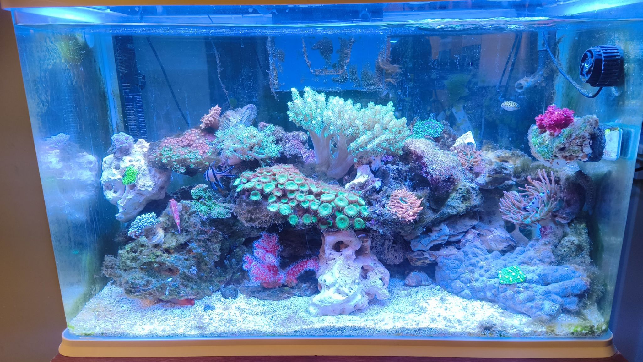 How to reduce high phosphate levels from frozen foods in reef tanks - soft coral, zoanthids, anemone