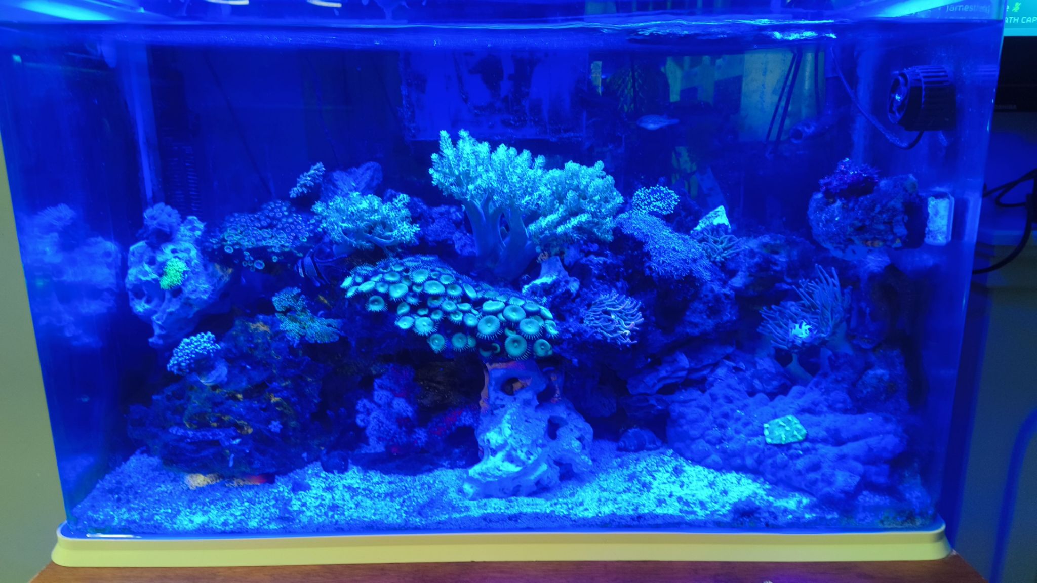 How to reduce high phosphate levels from frozen foods in reef tanks - soft coral, zoanthids, anemone (photo 2)