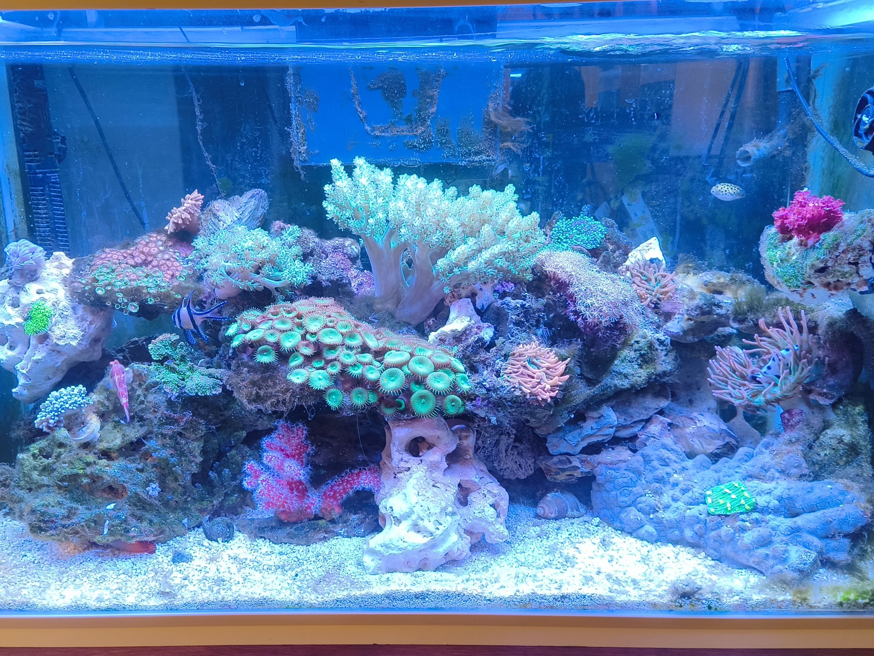 Tank Image