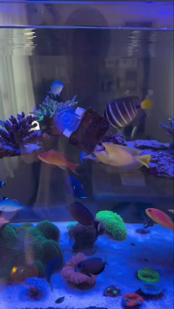 Nori feeding time for reef aquarium fish