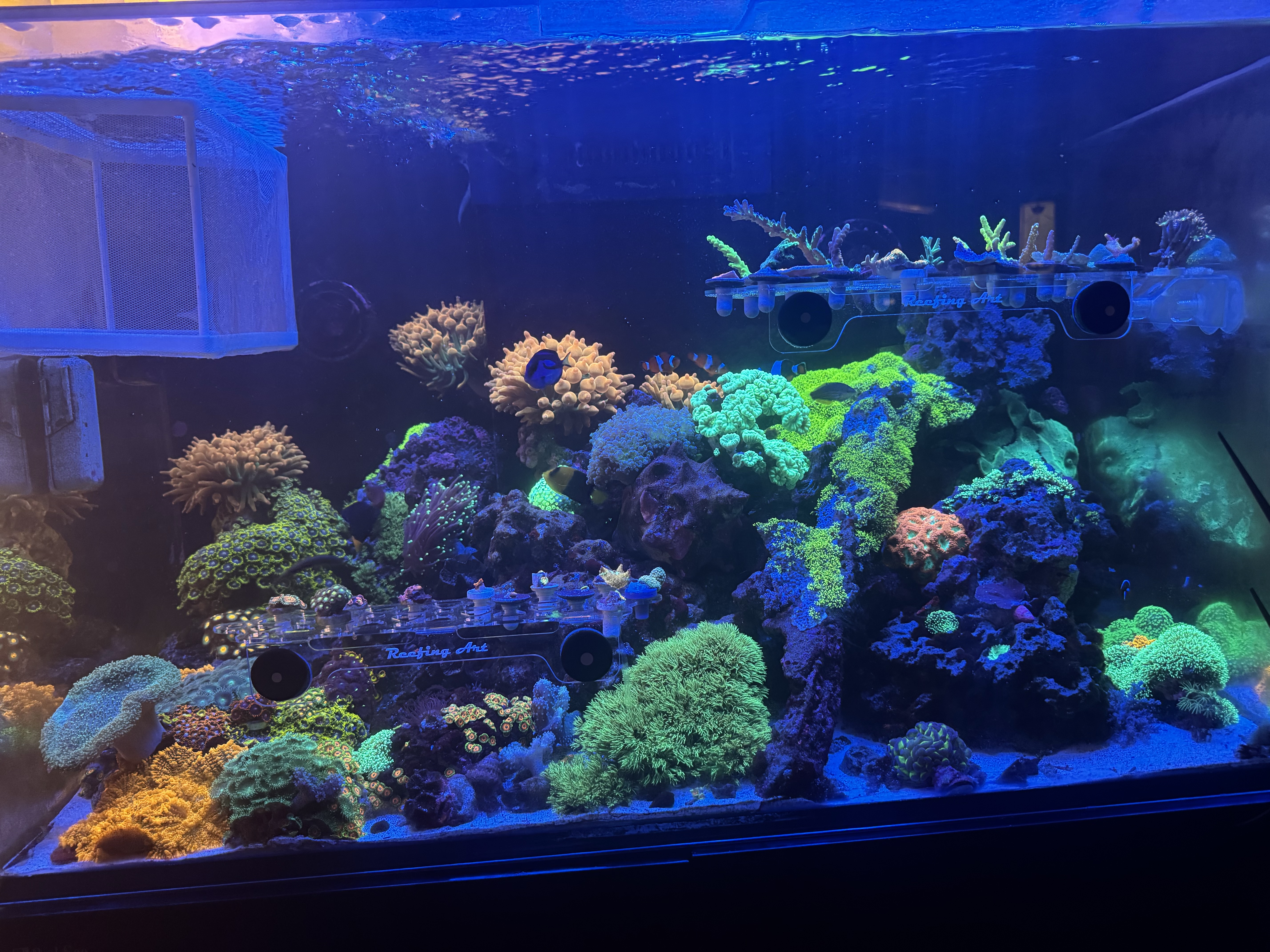 Showcase of a personal reef tank setup