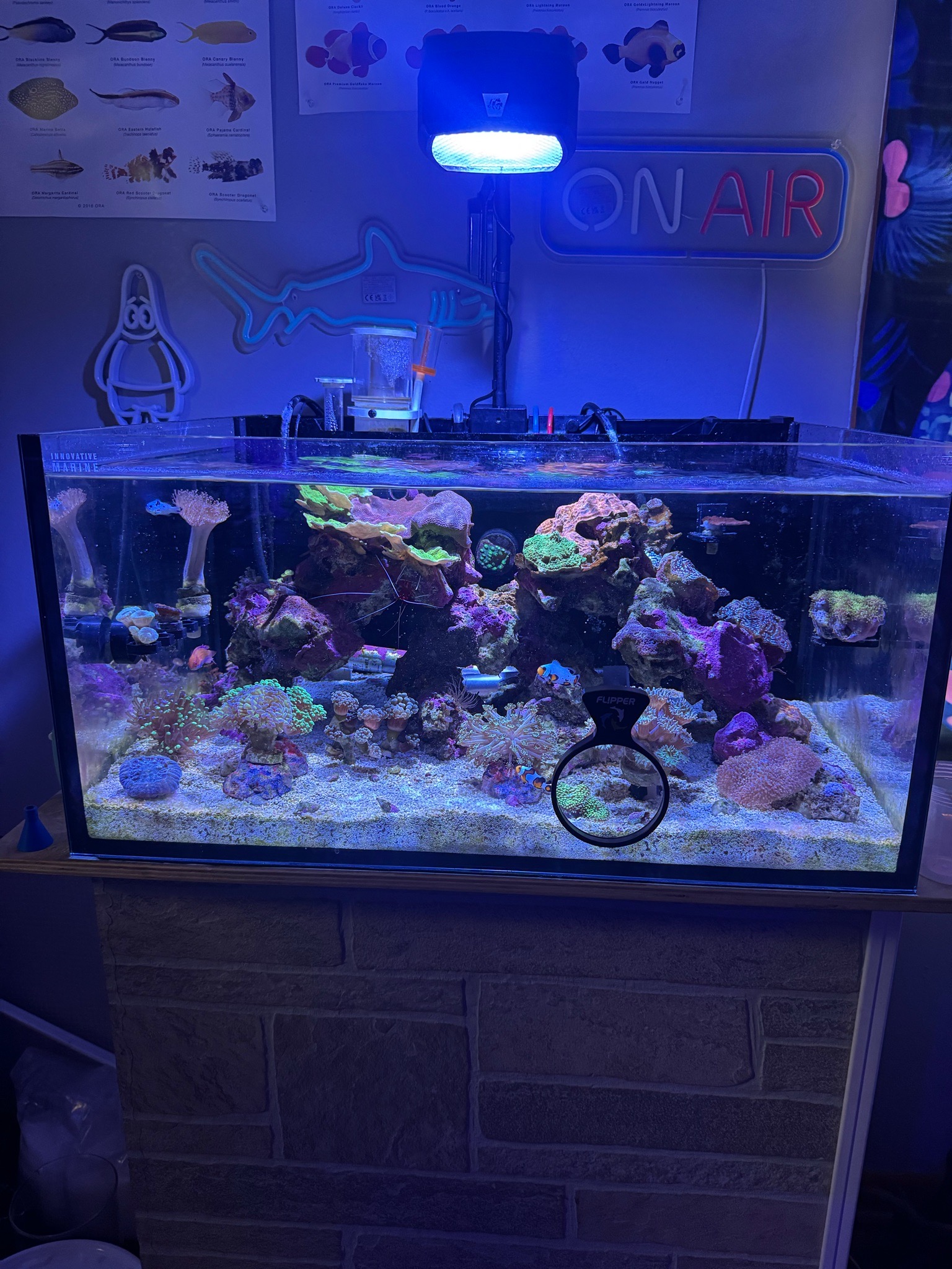 Reef tank post by Zander1