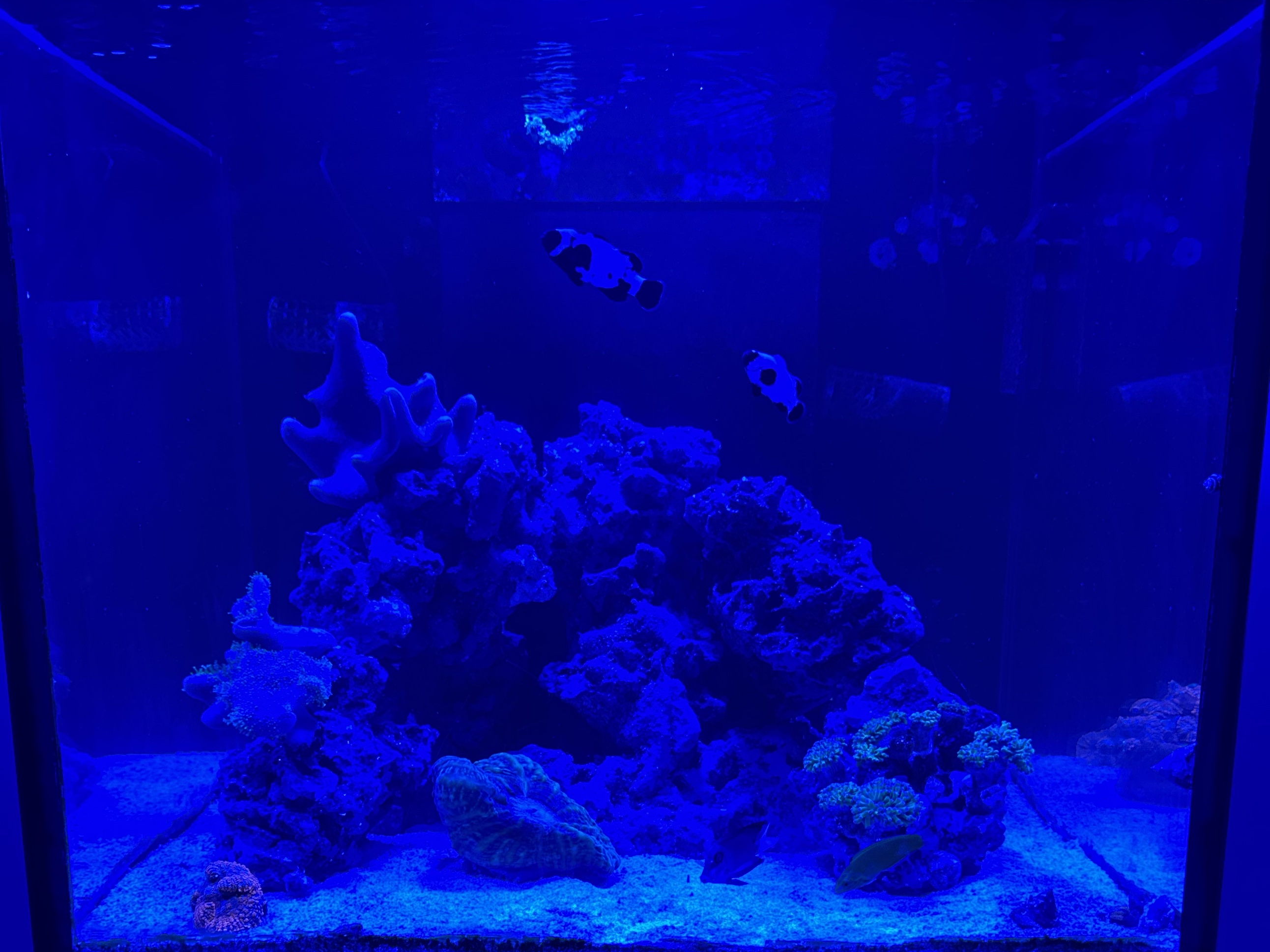 Tank Image