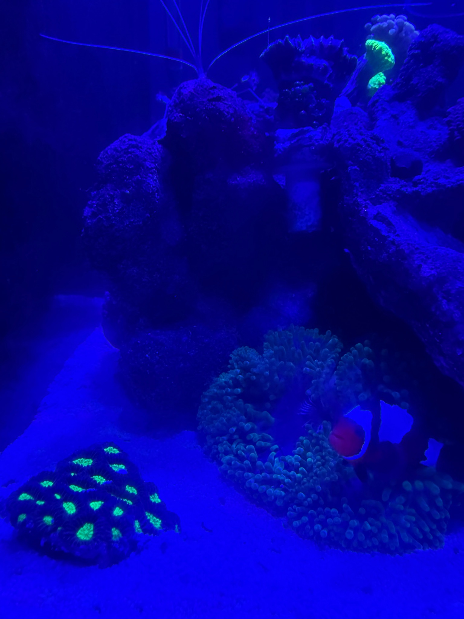 What are good backdrop coral or frag holders for a 12 gallon reef tank - clownfish, bubble tip anemone, zoanthids (photo 3)