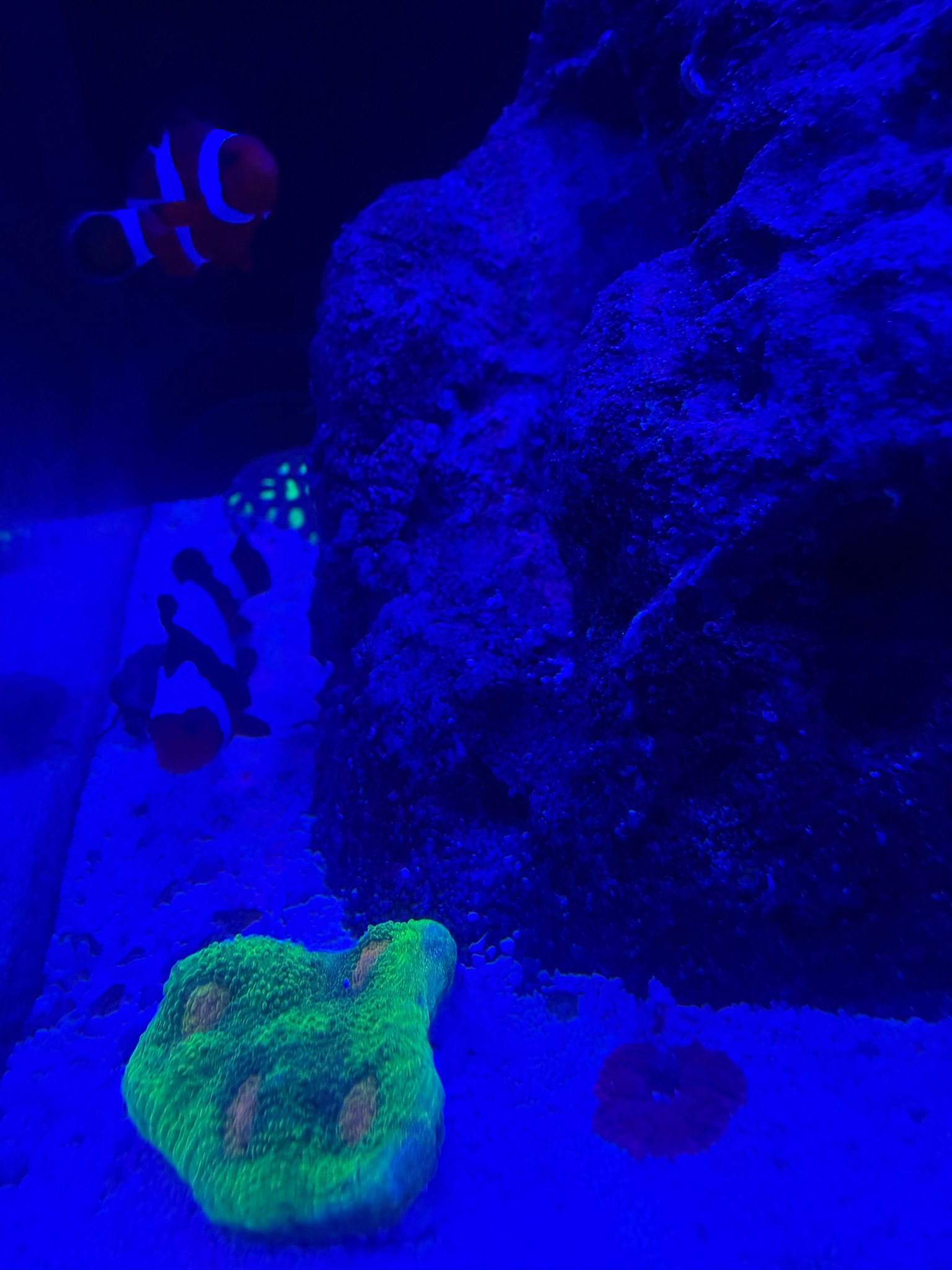 What are good backdrop coral or frag holders for a 12 gallon reef tank - clownfish, bubble tip anemone, zoanthids (photo 2)