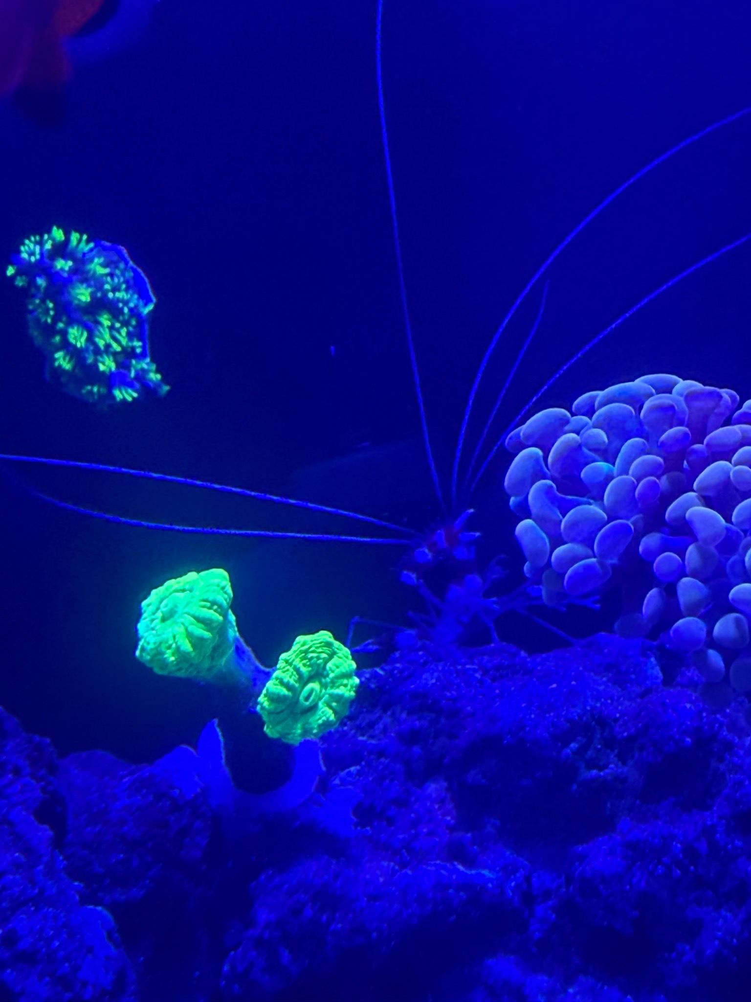 What are good backdrop coral or frag holders for a 12 gallon reef tank - clownfish, bubble tip anemone, zoanthids (photo 4)