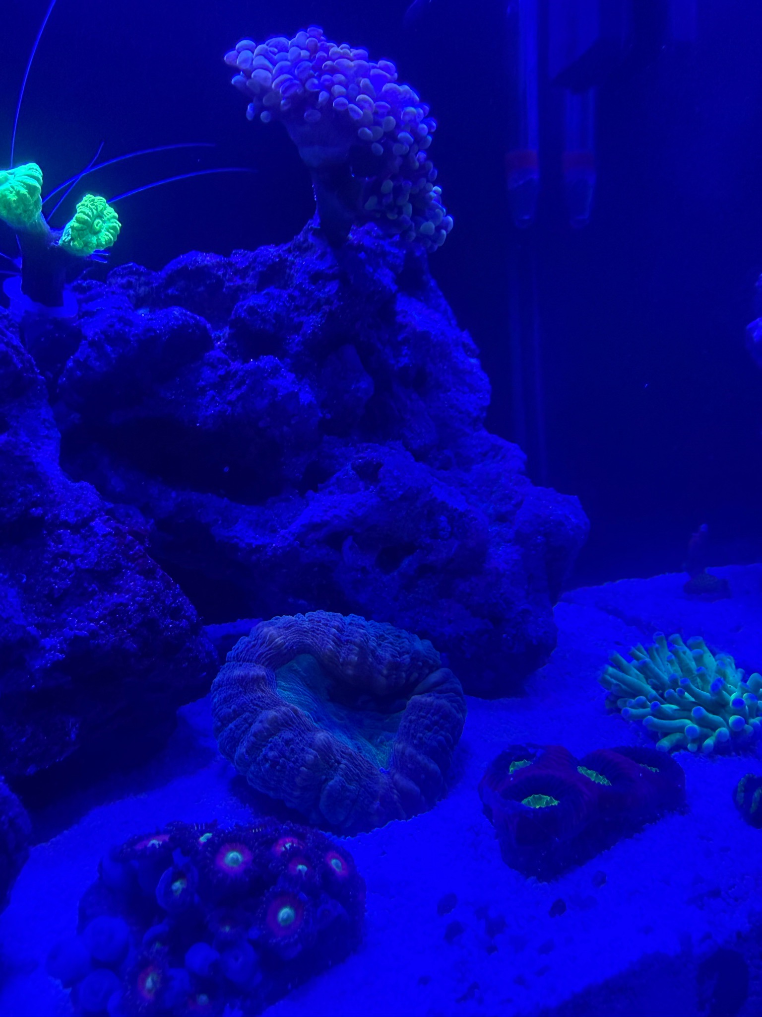 What are good backdrop coral or frag holders for a 12 gallon reef tank - clownfish, bubble tip anemone, zoanthids