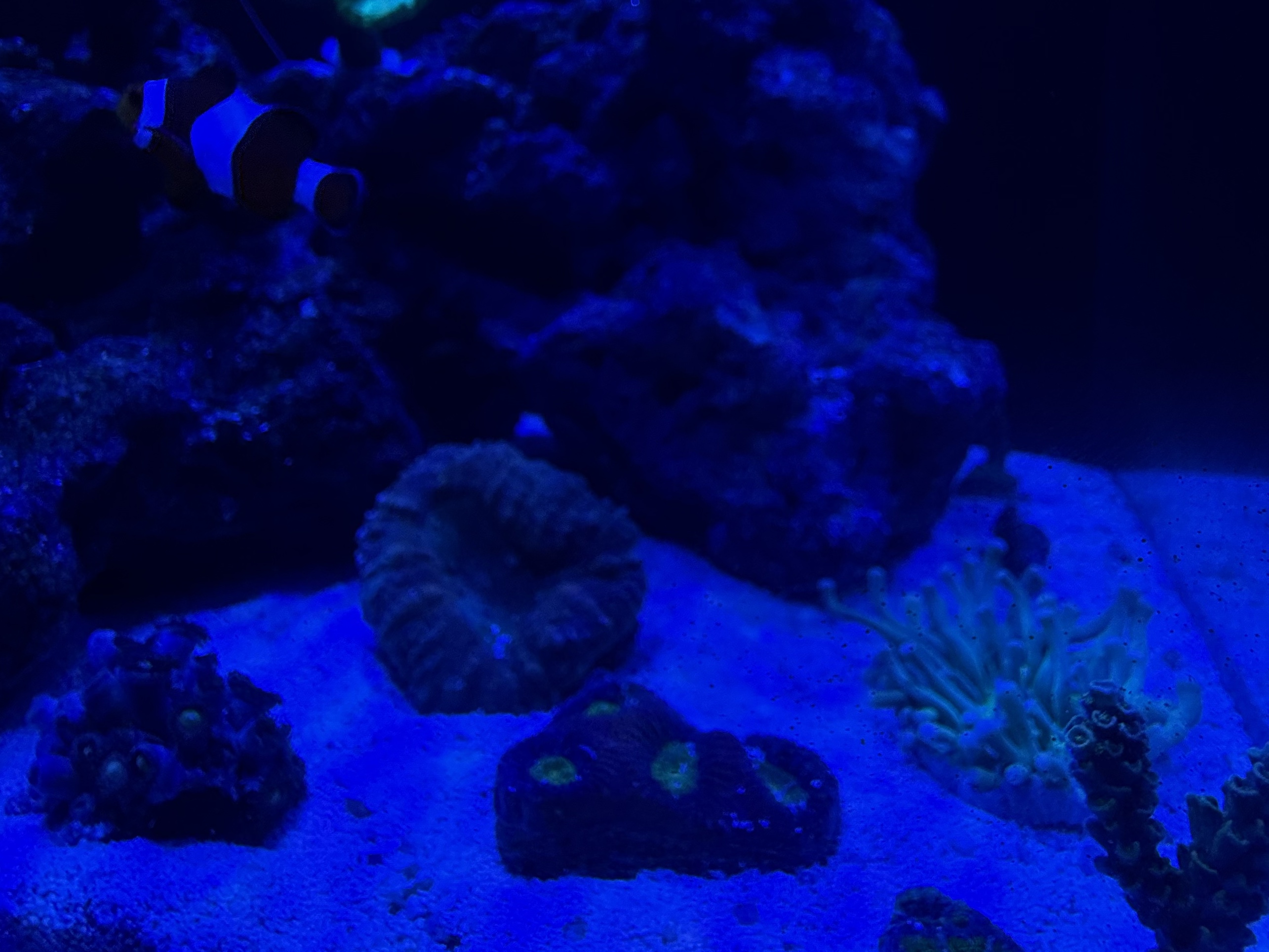Tank Image