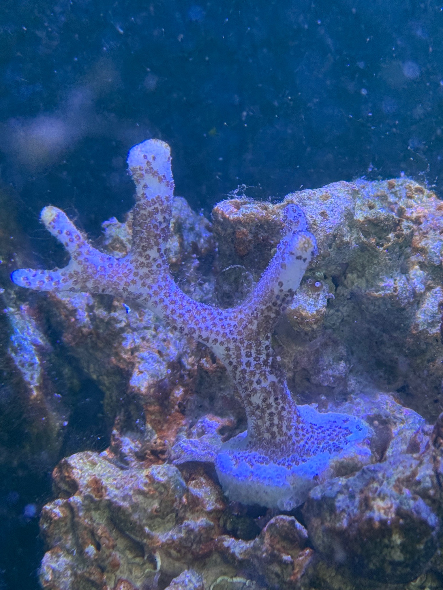 Why is my Acropora coral turning white - Montipora Digitata, Acropora coral (photo 2)