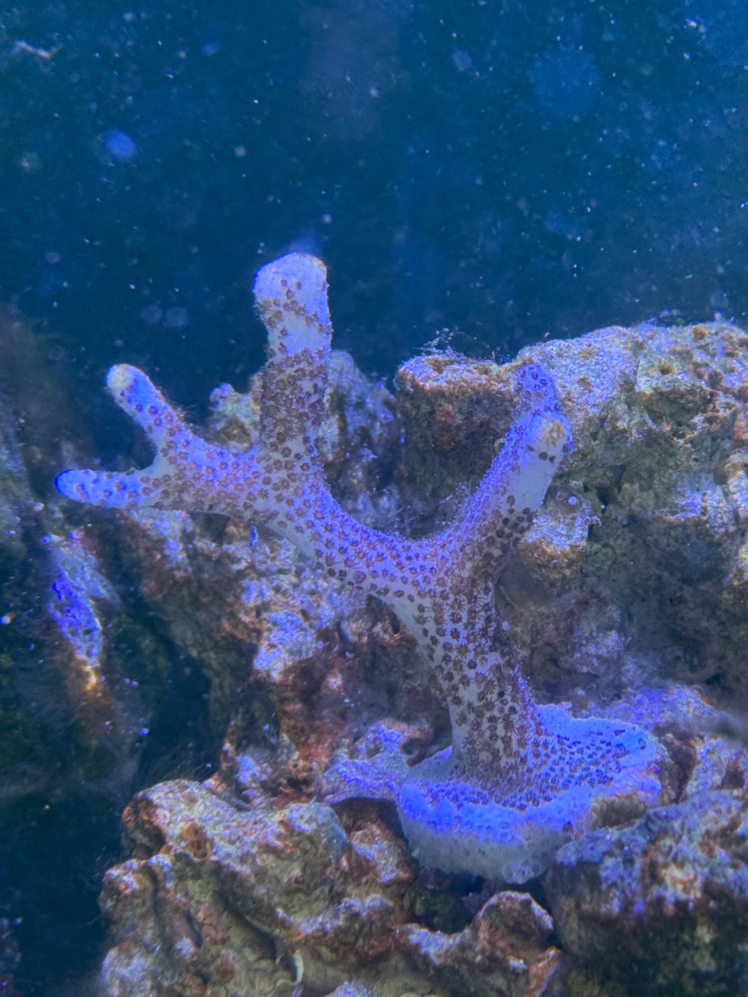 This guy just keeps getting more white. Any ideas?  I have just cleaned the glass hence al...