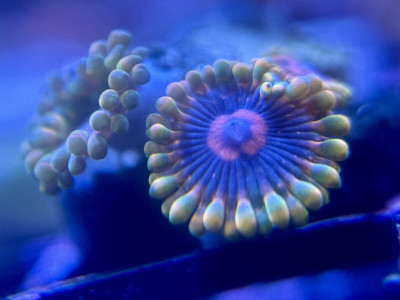 Bees_Reef