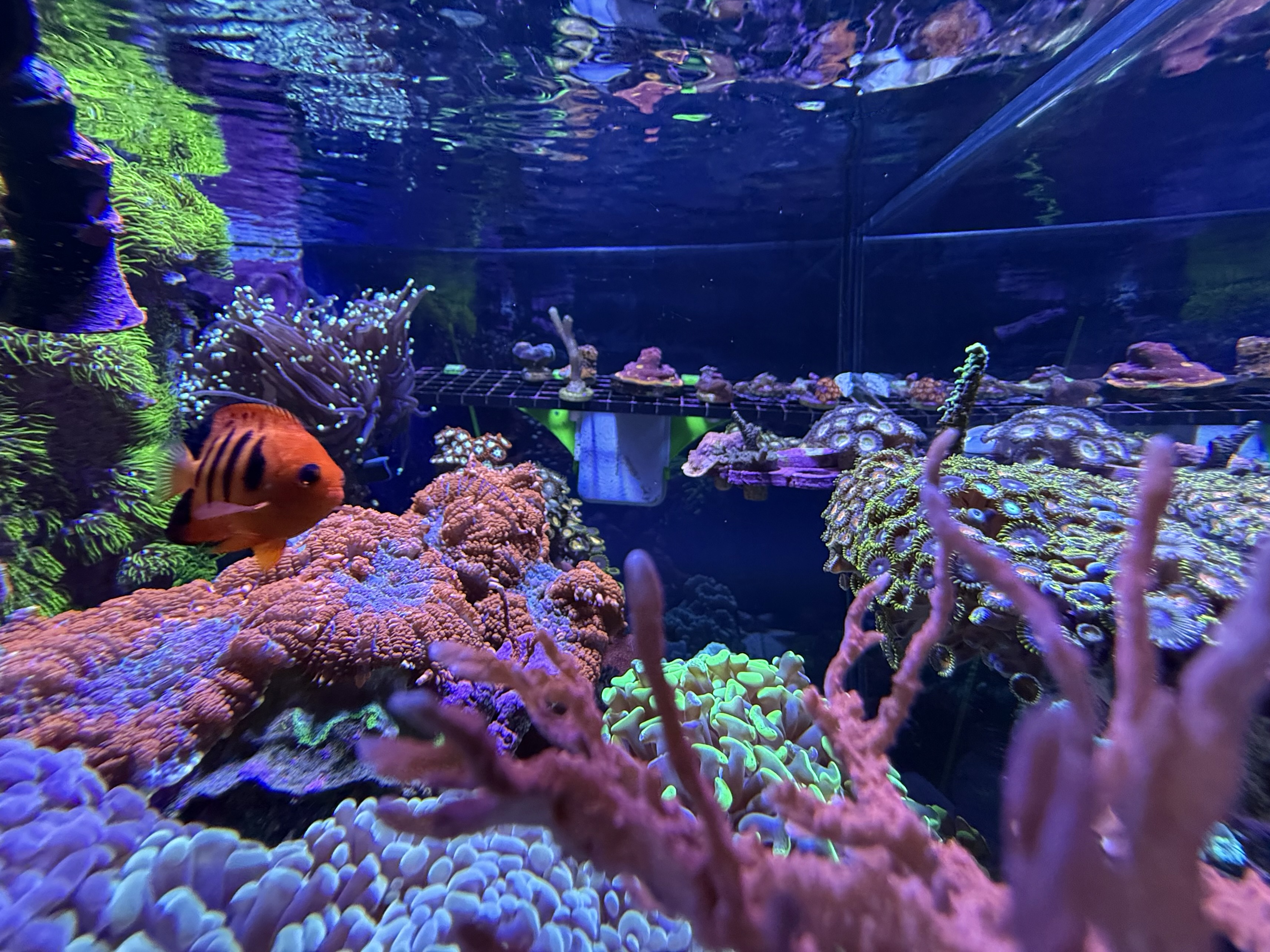 Tank Image