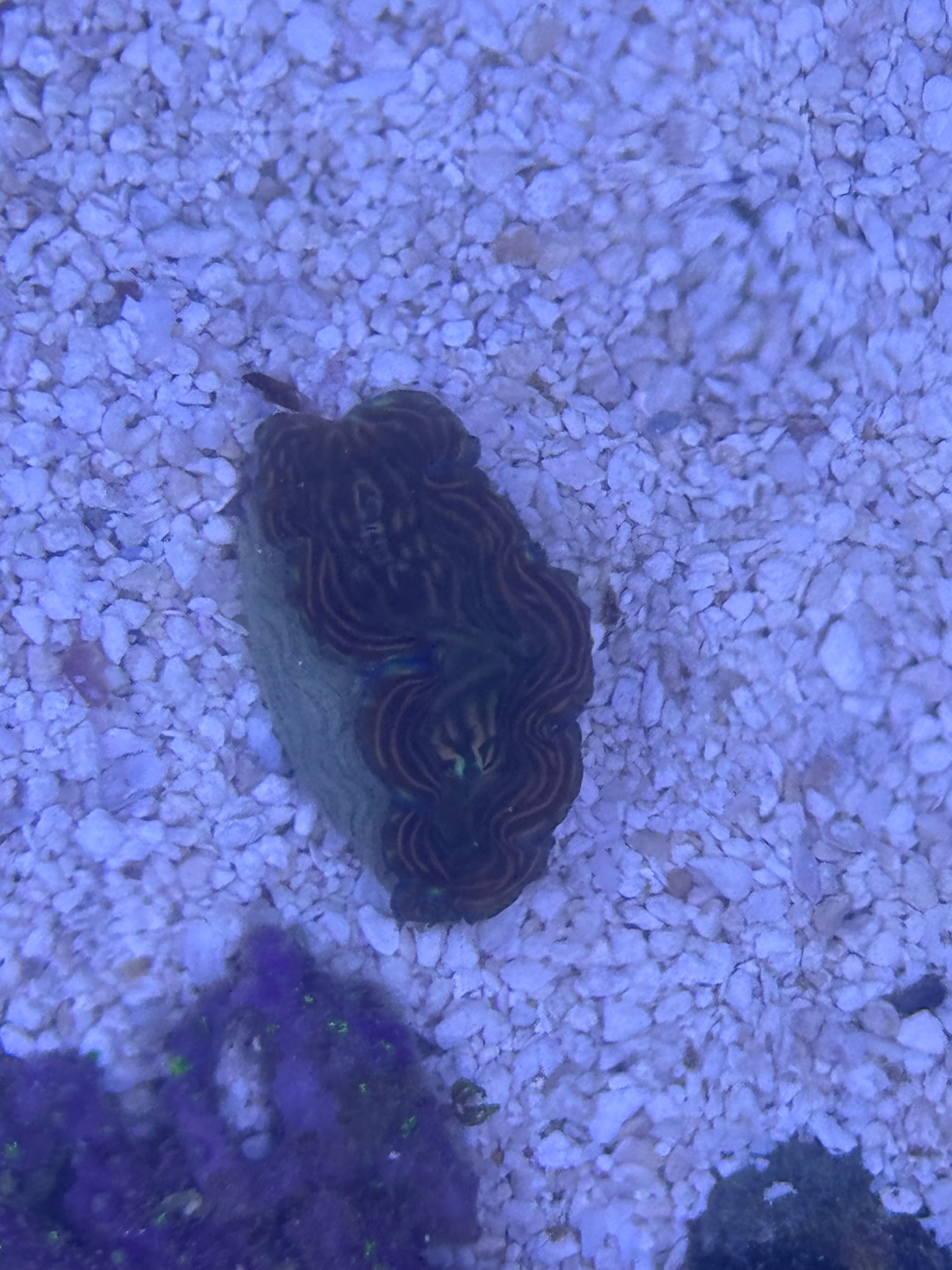 What kind of clam is this and how should I feed it - clam