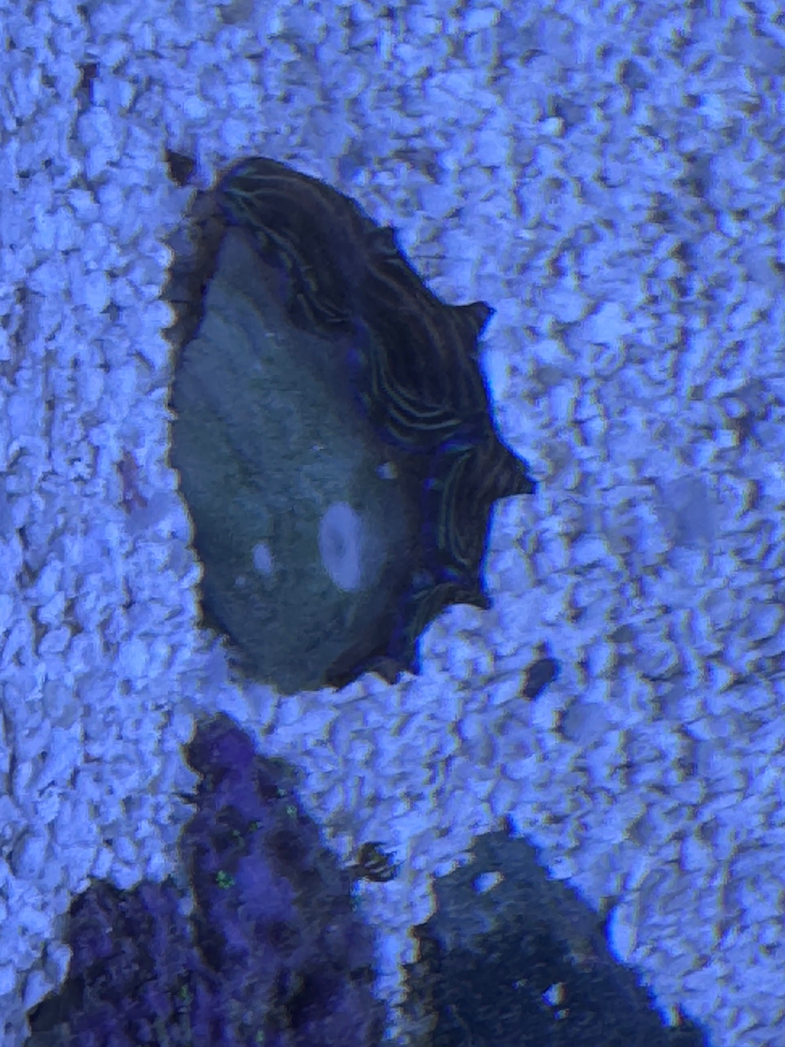 What kind of clam is this and how should I feed it - clam (photo 2)
