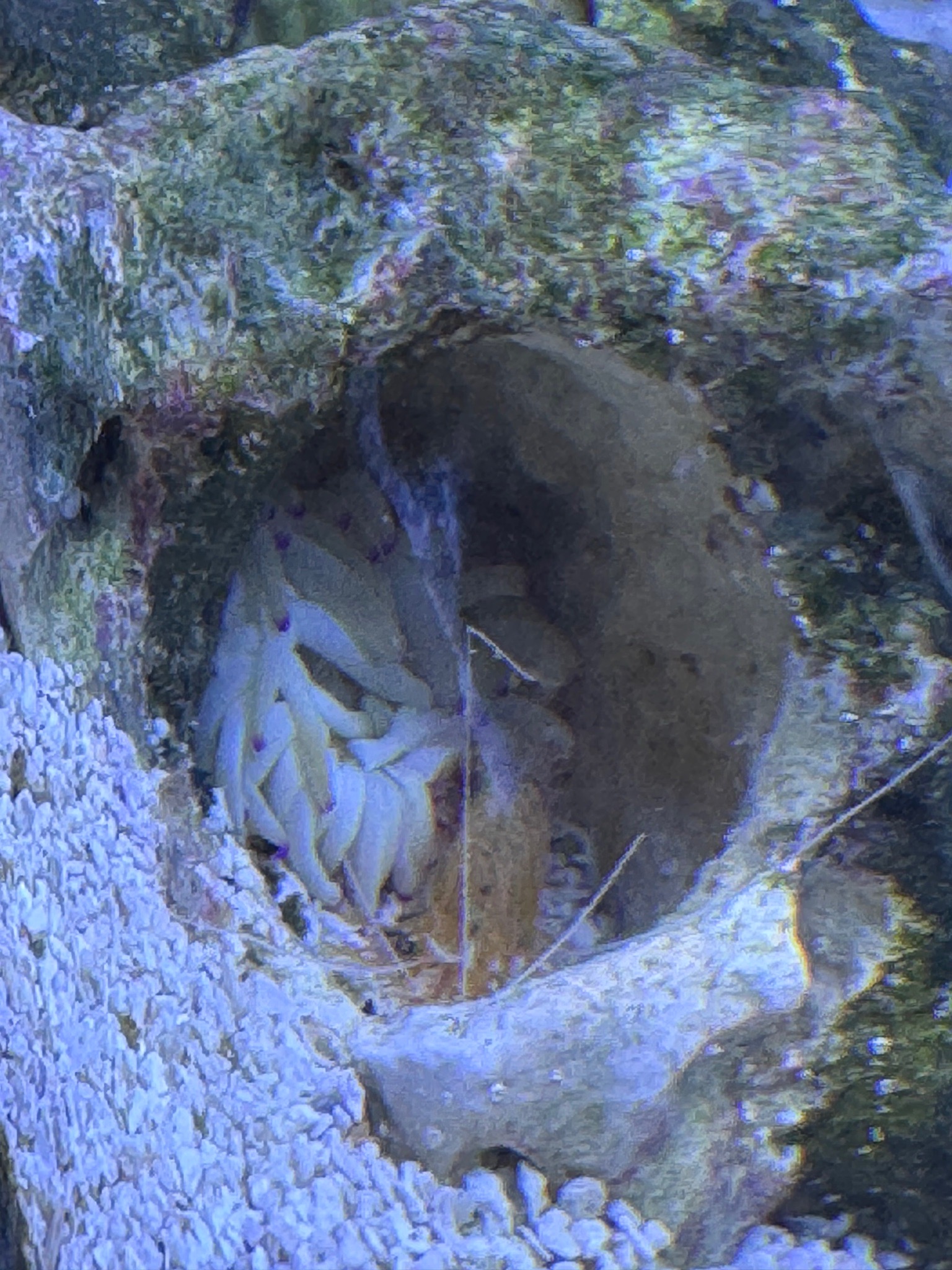 How to feed anemones and care for cleaner shrimp interactions - anemone, cleaner shrimp (photo 3)