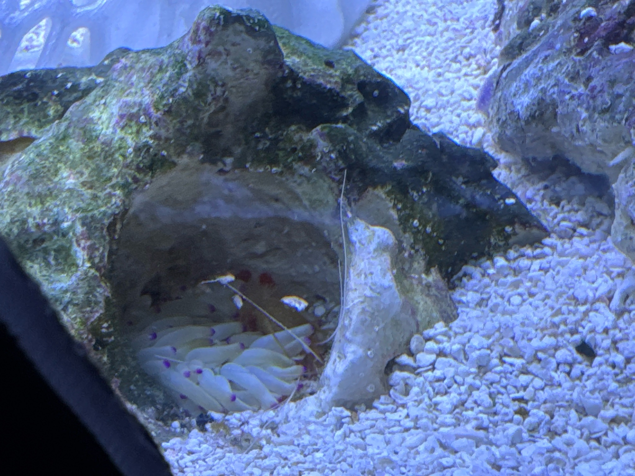How to feed anemones and care for cleaner shrimp interactions - anemone, cleaner shrimp (photo 2)