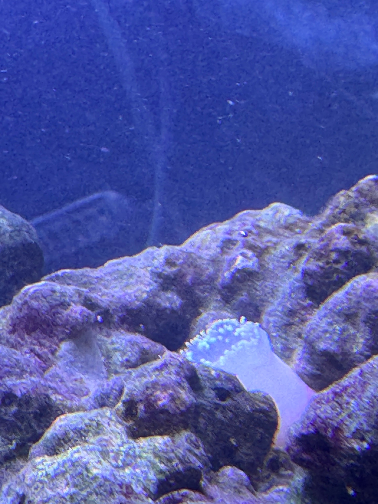 How to feed anemones and care for cleaner shrimp interactions - anemone, cleaner shrimp (photo 4)