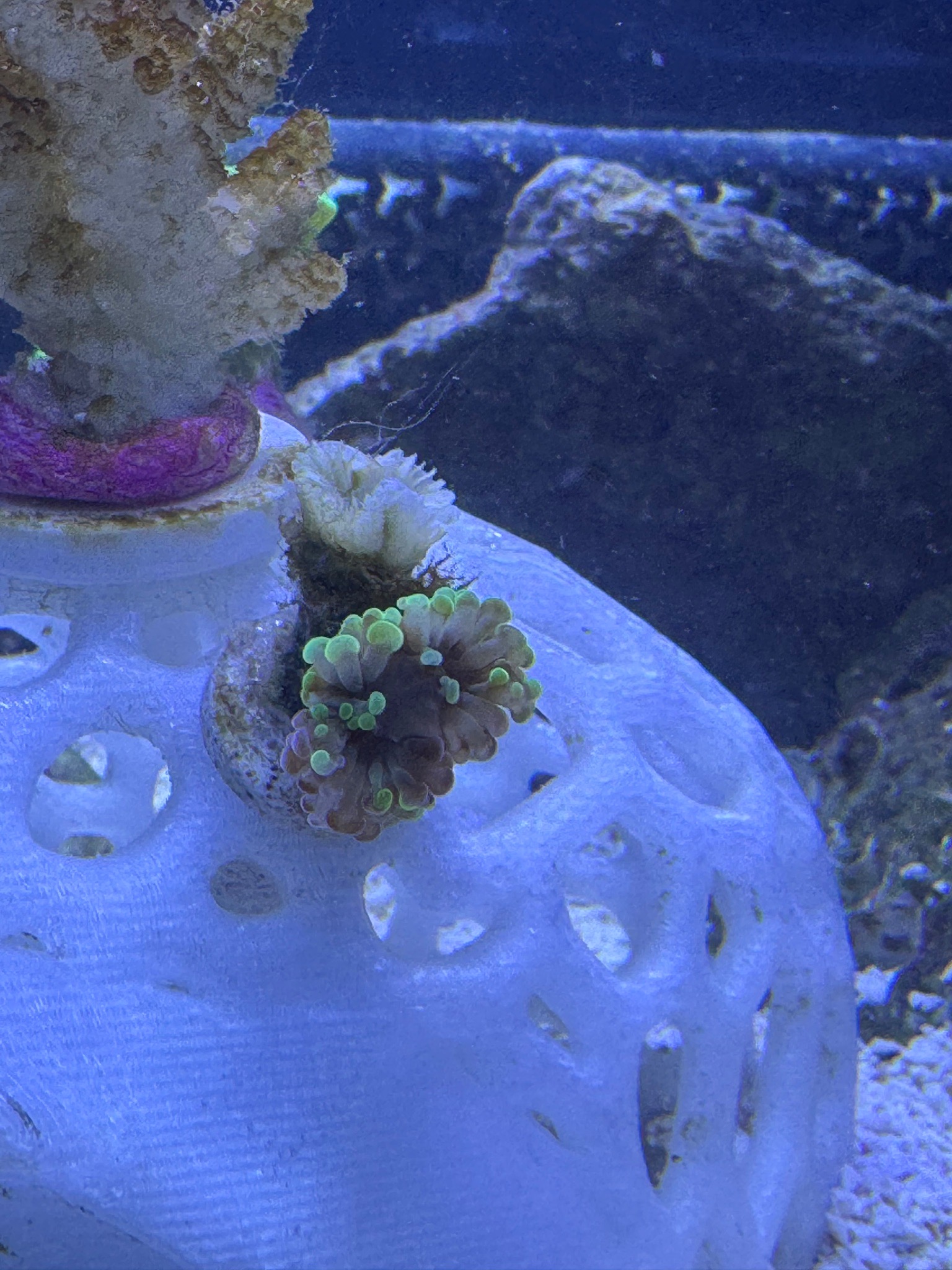 Need some help with my anemone what do you feed them, also how do I make them happier and...