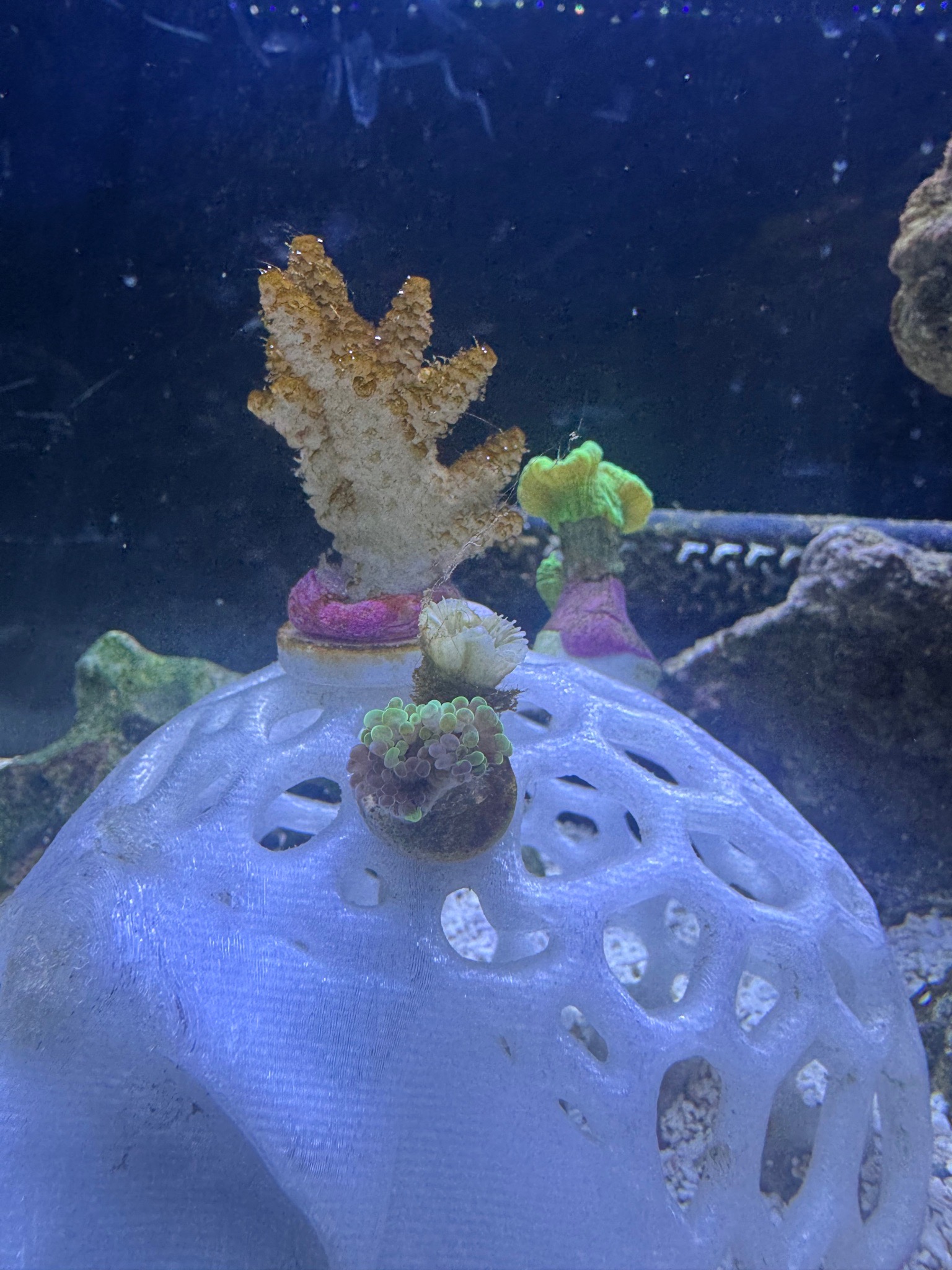 What is the slimy stuff on my hammer coral and how to fix it - hammer coral