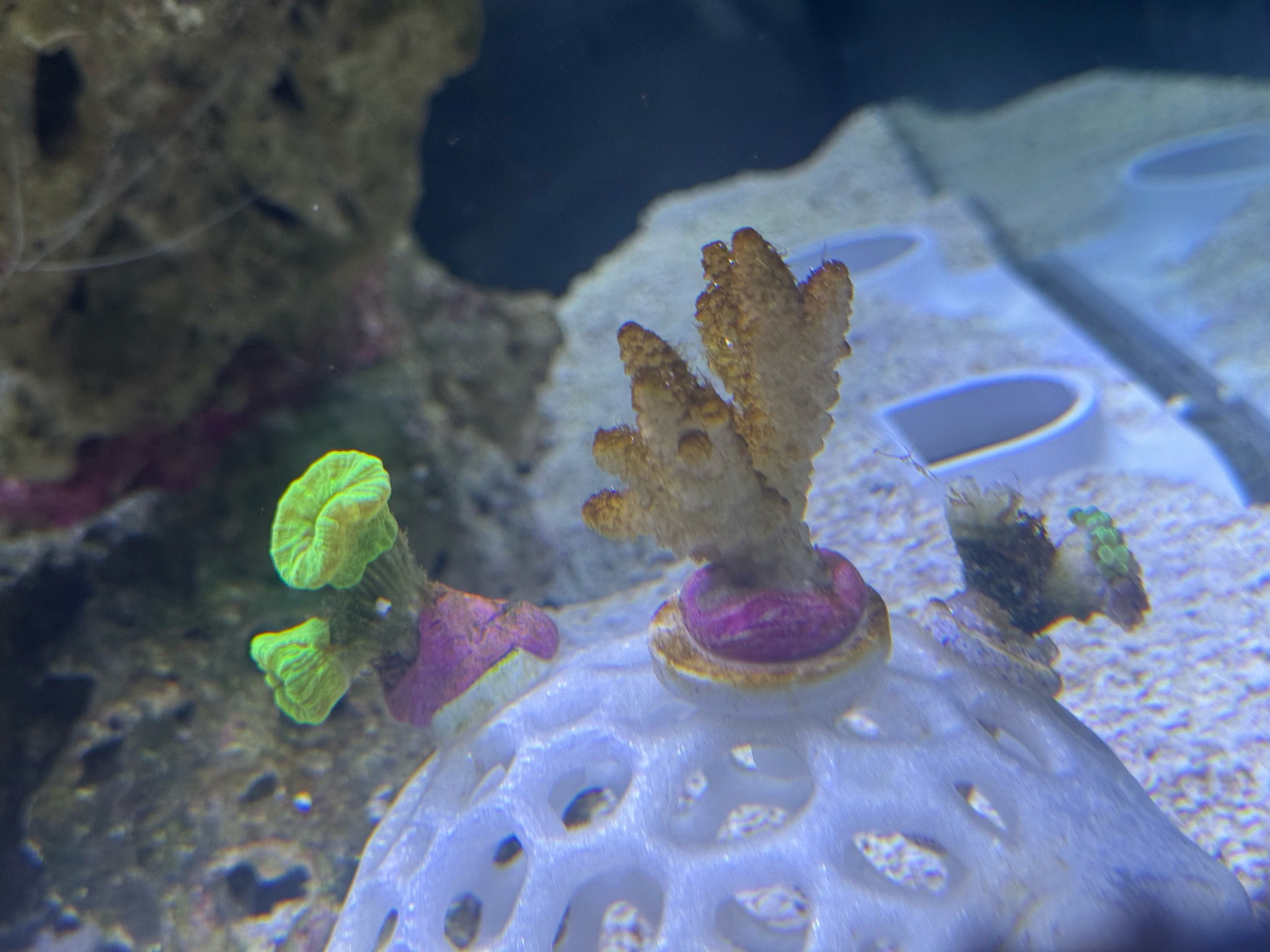 What is the slimy stuff on my hammer coral and how to fix it - hammer coral (photo 2)