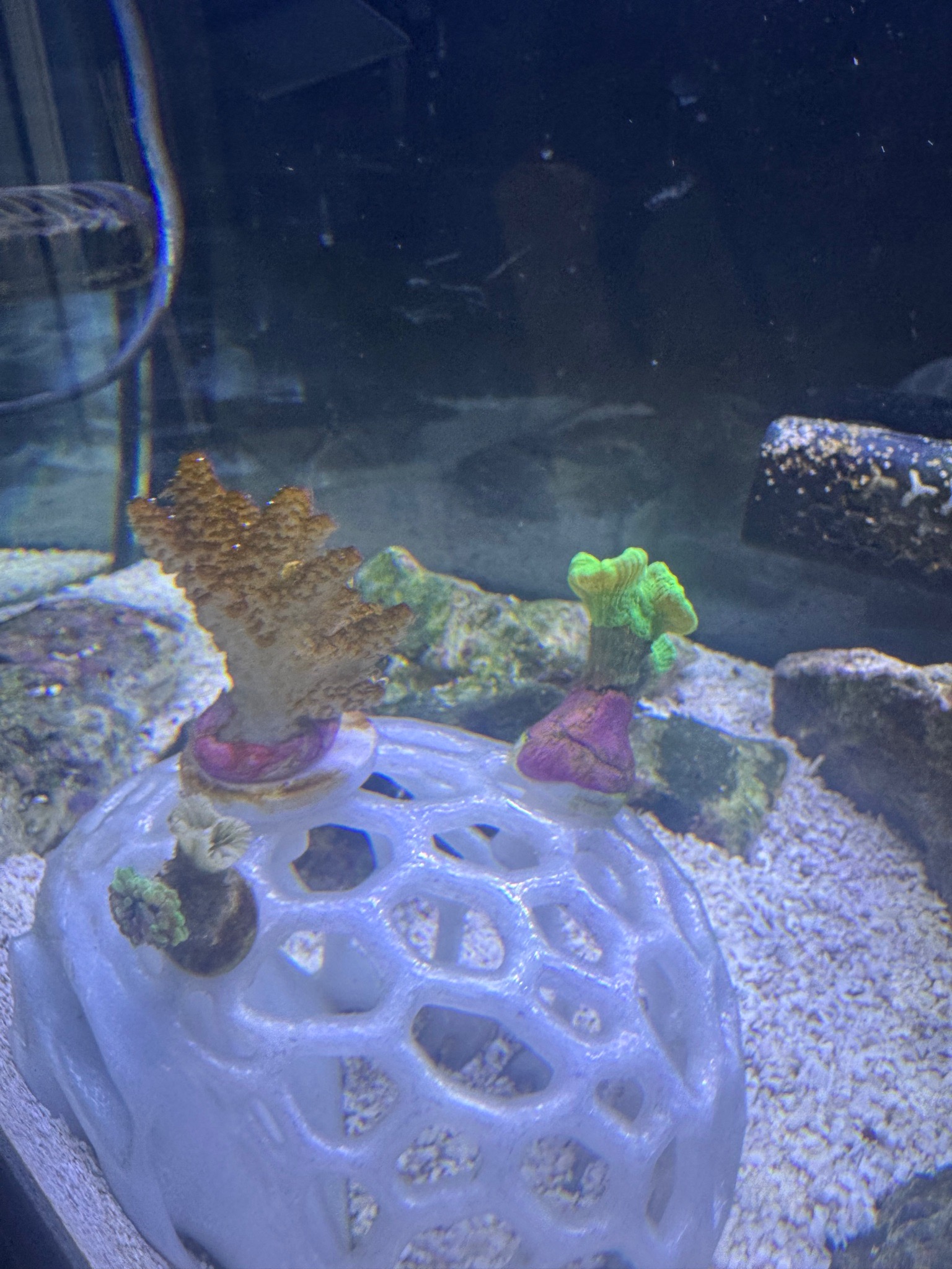 What is the slimy stuff on my hammer coral and how to fix it - hammer coral (photo 3)