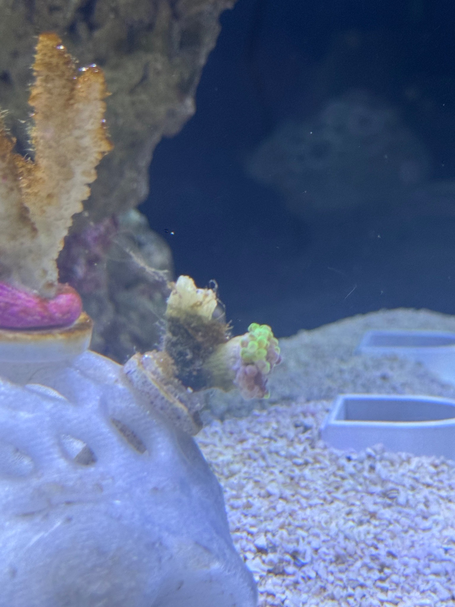 What is the slimy stuff on my hammer coral and how to fix it - hammer coral (photo 4)