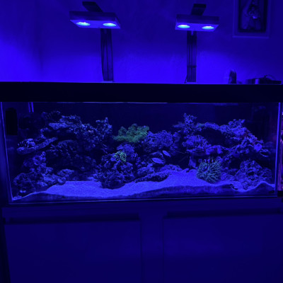 AngyReef