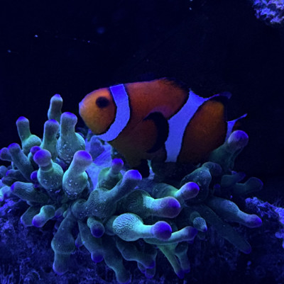 AngyReef