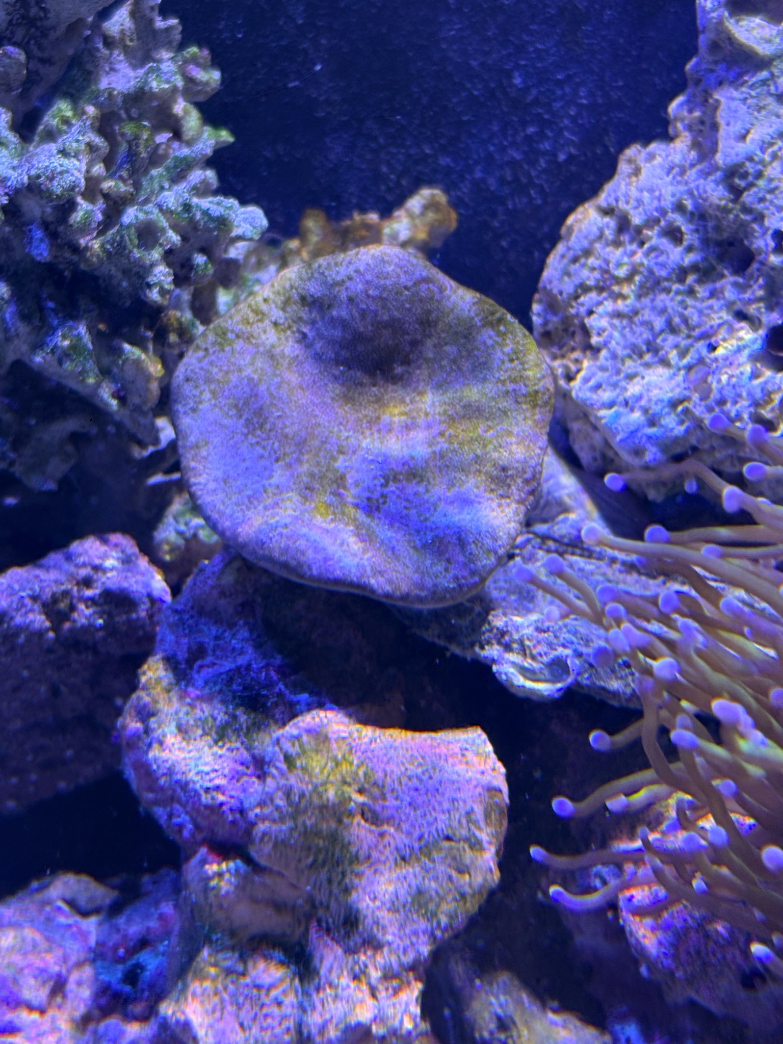 Why is my Sarcophyton leather coral not opening and growing algae - Sarcophyton leather coral