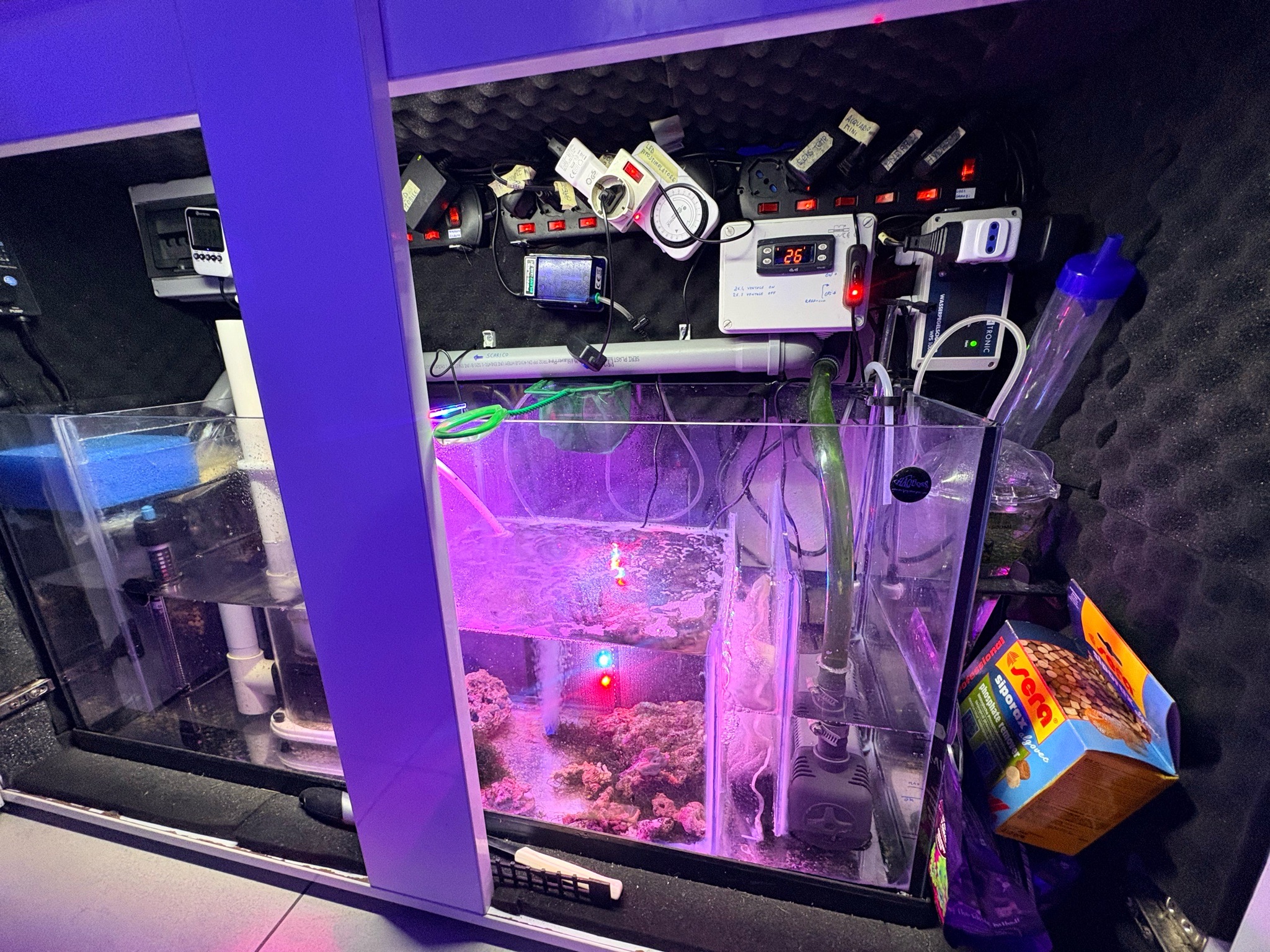 Diy marine reef aquarium with ai hydra lights and bubble magus skimmer - fish, crabs, shrimp (photo 2)