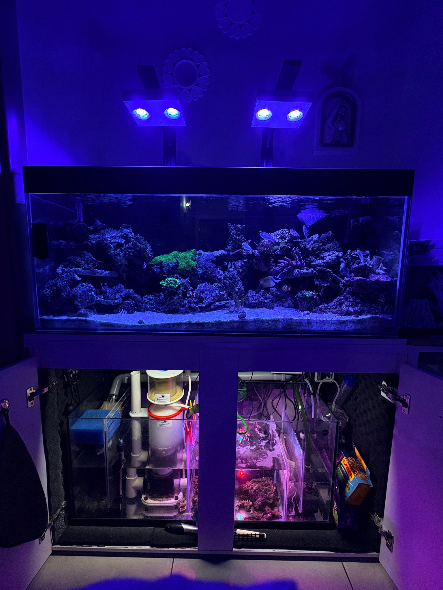 Diy marine reef aquarium with ai hydra lights and bubble magus skimmer - fish, crabs, shrimp