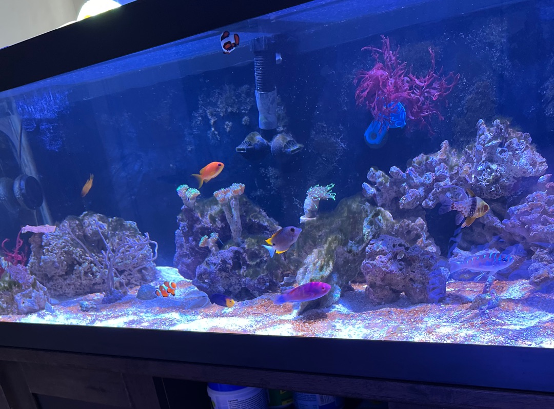 Tank Image