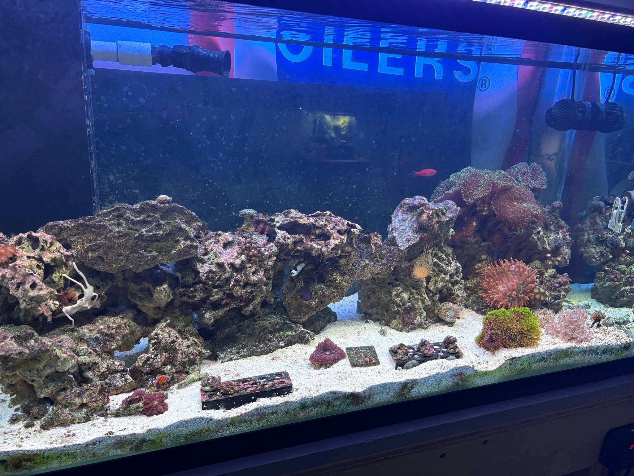 Mixed reef tank with corals fish and inverts under led lighting - clownfish, zoanthids, mushroom coral