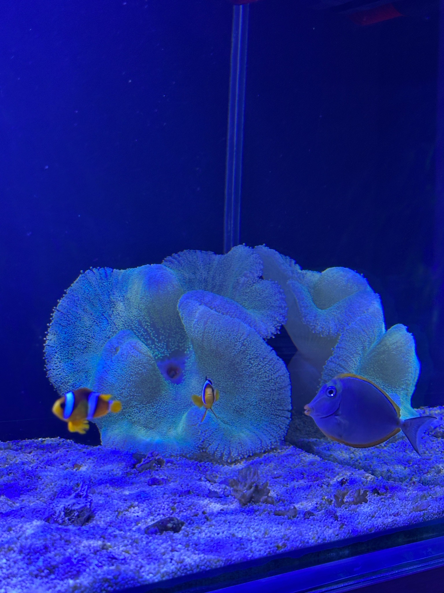 Blue tang and clownfish with mushroom coral in reef tank - Clownfish, Blue Tang, Mushroom Coral