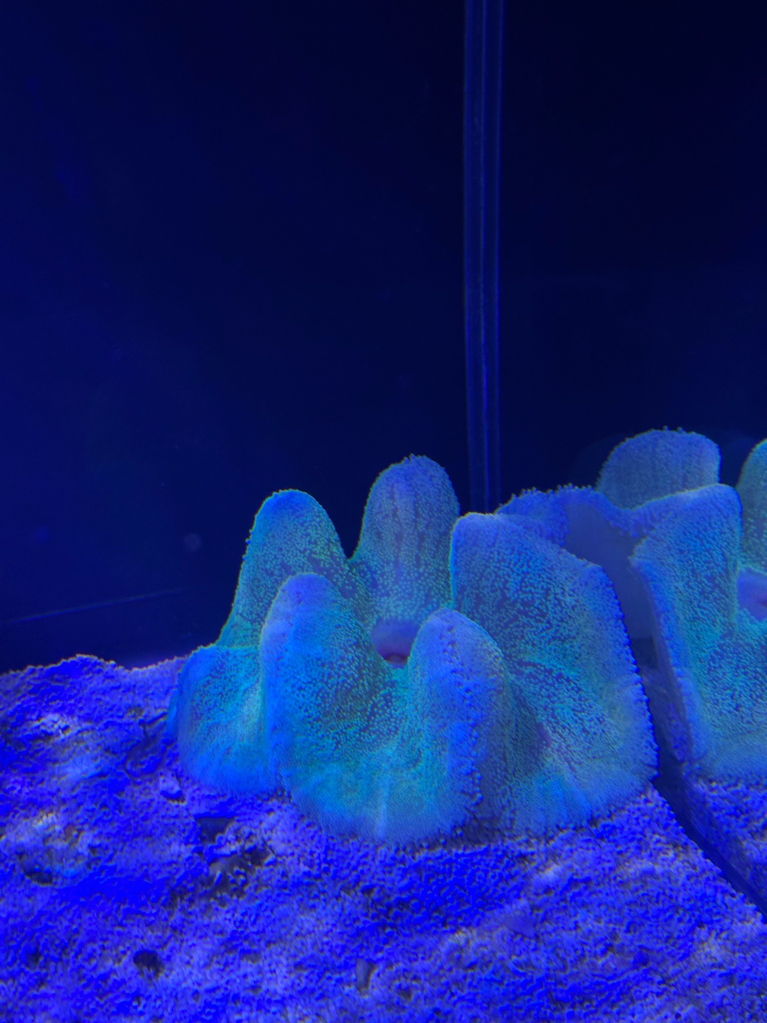 Reef tank post by yousefsadeq