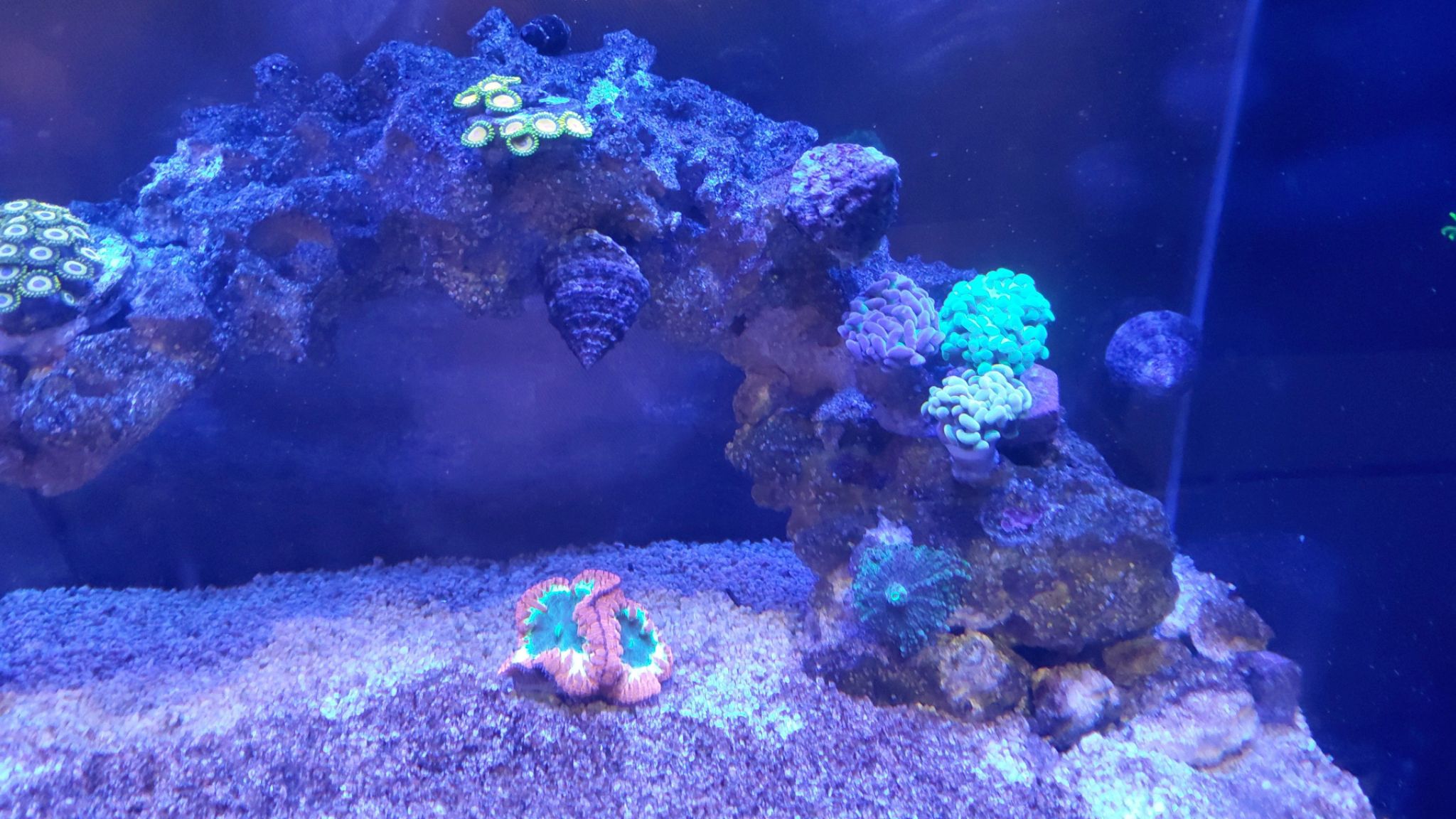 Nano reef tank showcasing zoanthids hammer and bubble coral - zoanthids, hammer coral, bubble coral