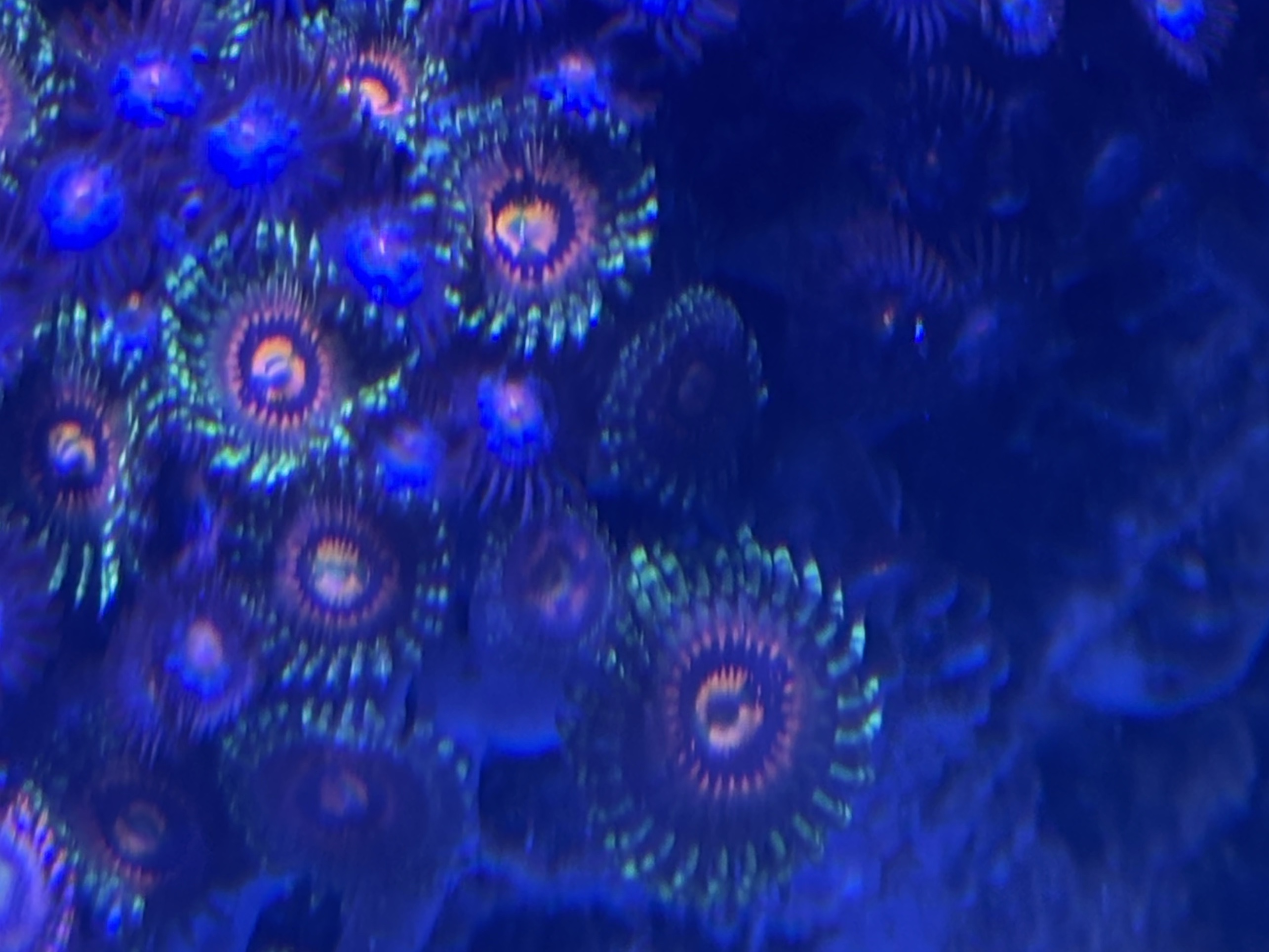 Tank Image