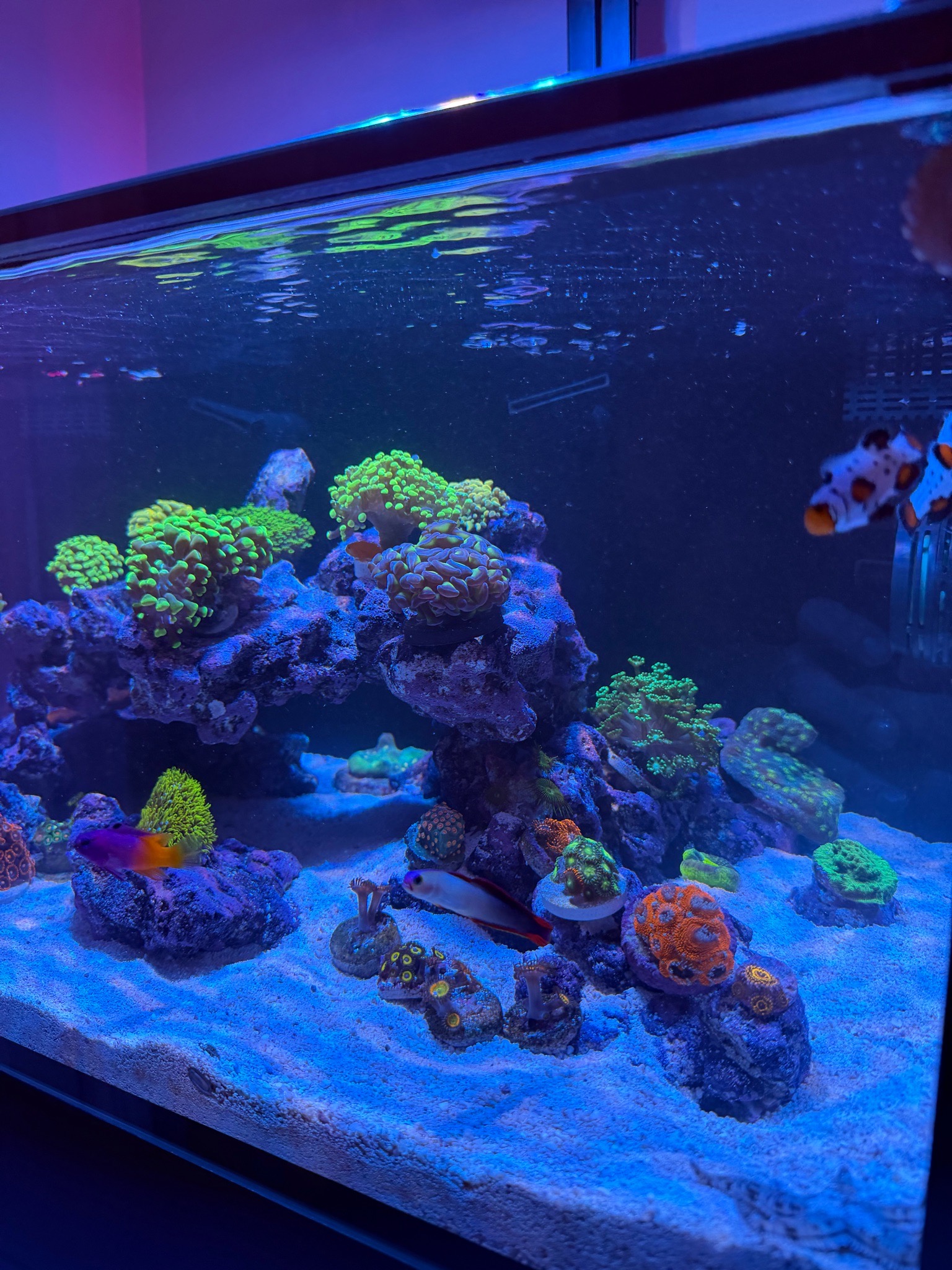 What are reef safe starfish for a Nuvo 25 Lagoon tank - starfish, clownfish, cleaner shrimp (photo 4)