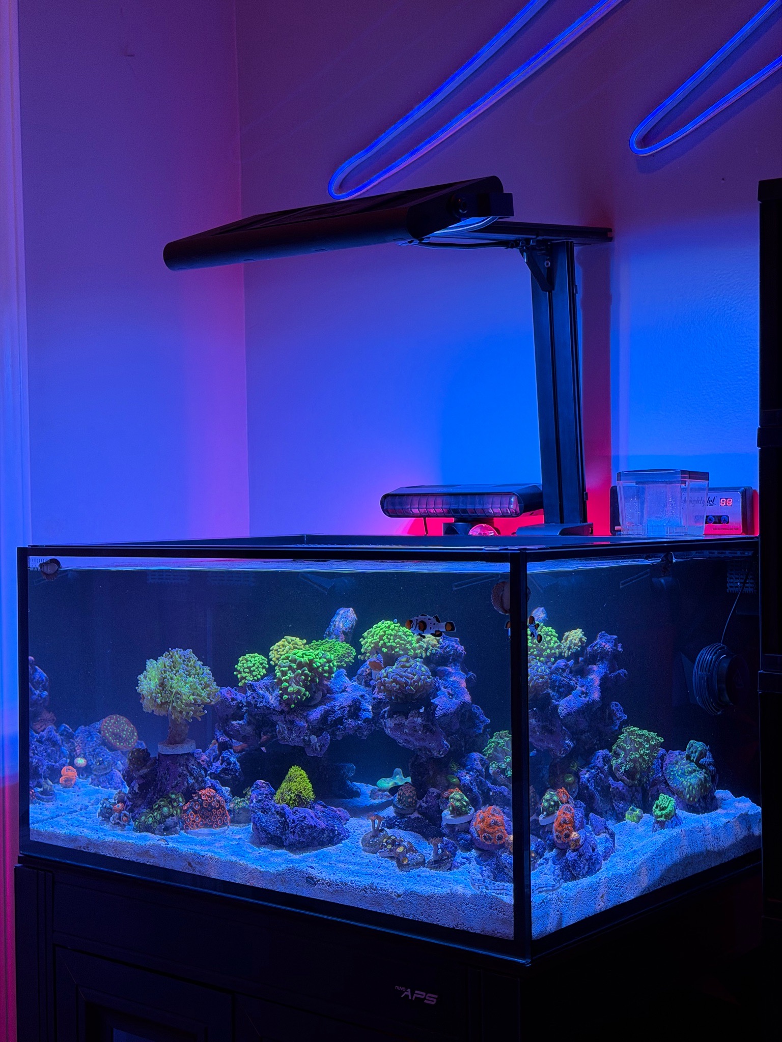 What are reef safe starfish for a Nuvo 25 Lagoon tank - starfish, clownfish, cleaner shrimp
