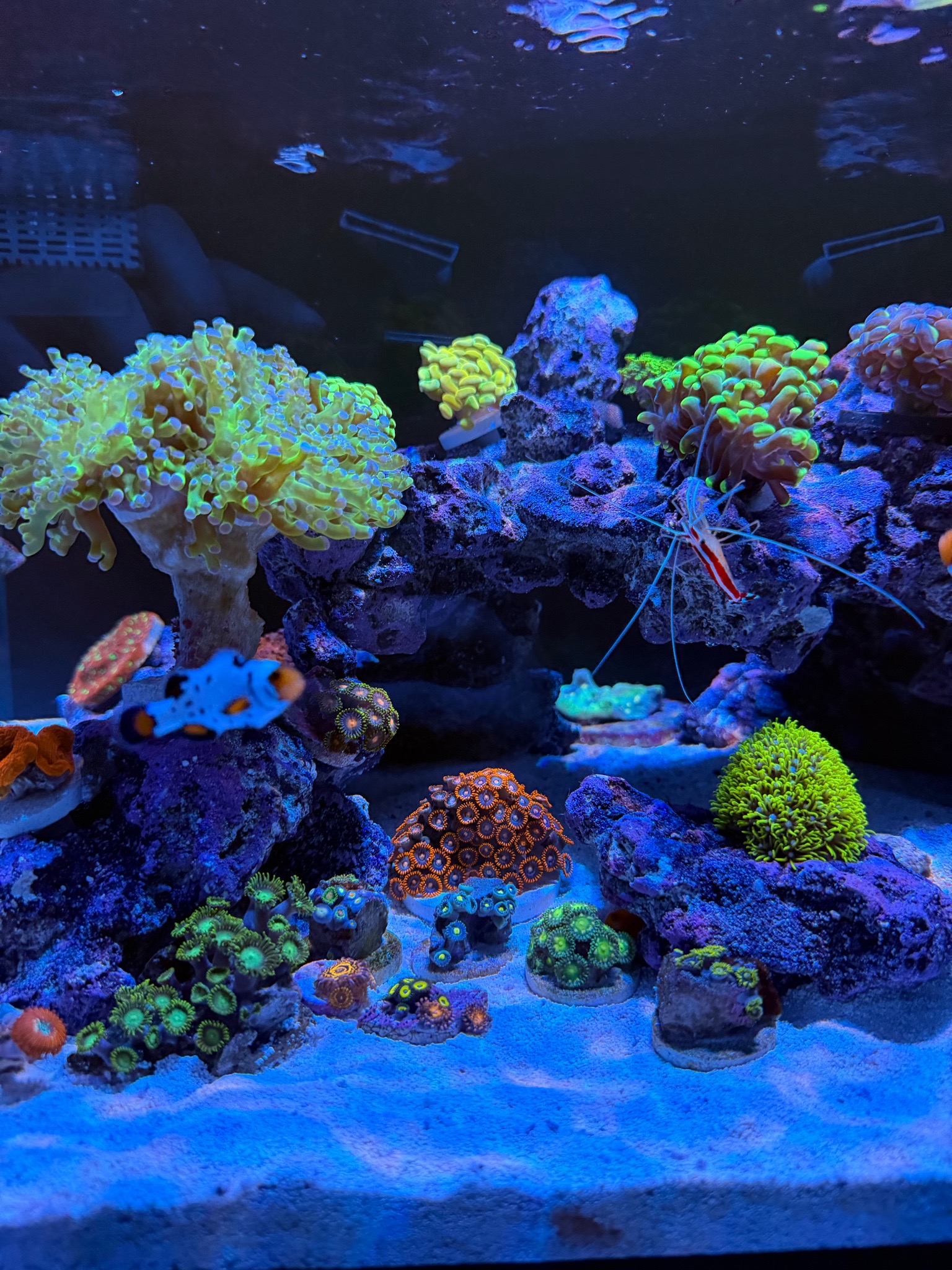 What are reef safe starfish for a Nuvo 25 Lagoon tank - starfish, clownfish, cleaner shrimp (photo 2)