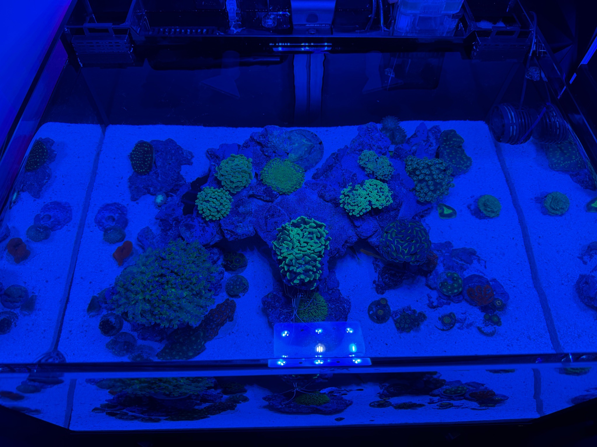What are reef safe starfish for a Nuvo 25 Lagoon tank - starfish, clownfish, cleaner shrimp (photo 3)