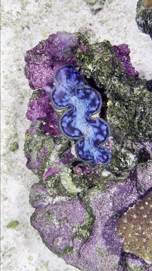 Reef aquarium video post with no caption