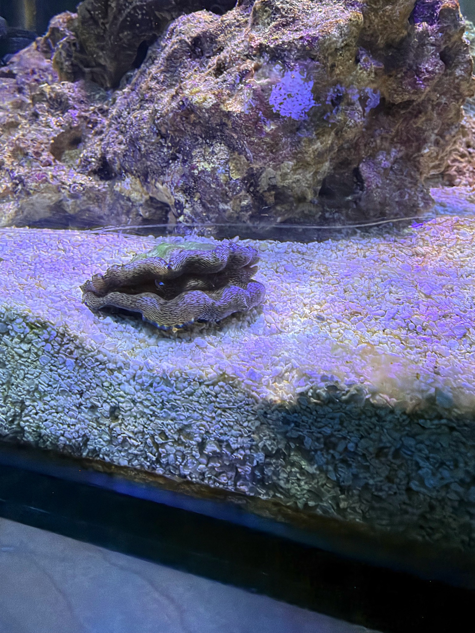 Why is my clam detached from its rock and lying on the sand - clam