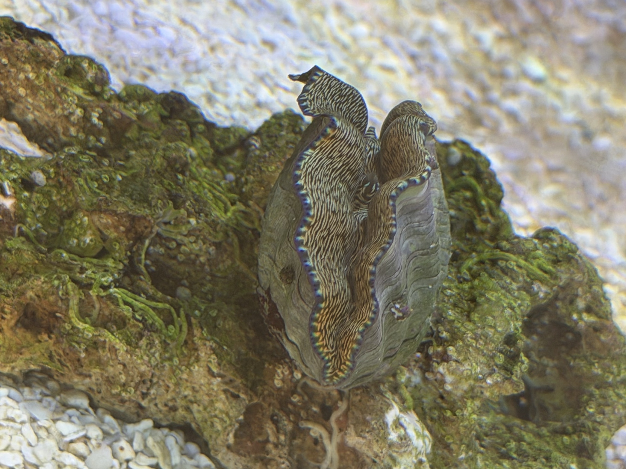Tank Image