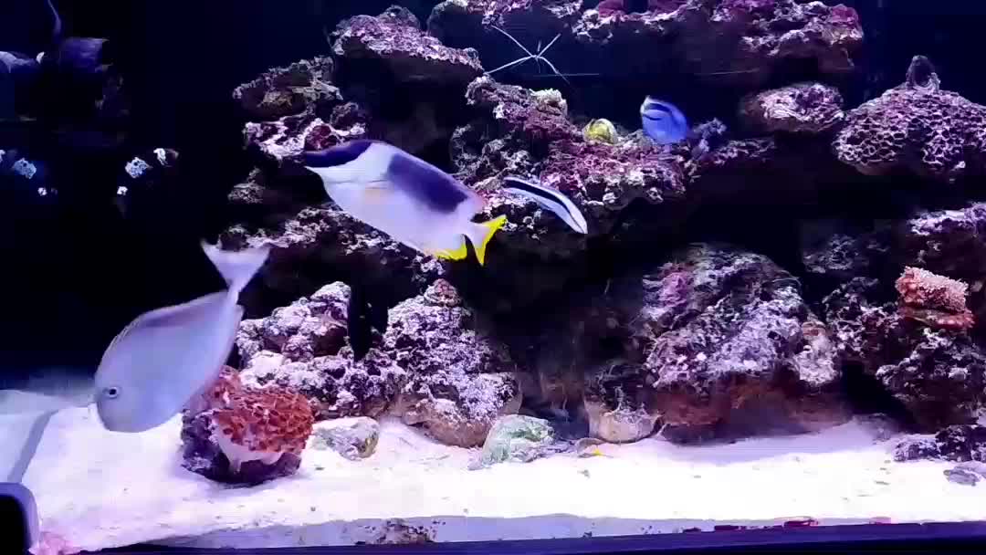 Showcase reef aquarium video with diverse marine life