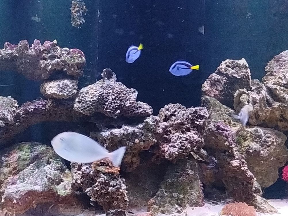 Tank Image