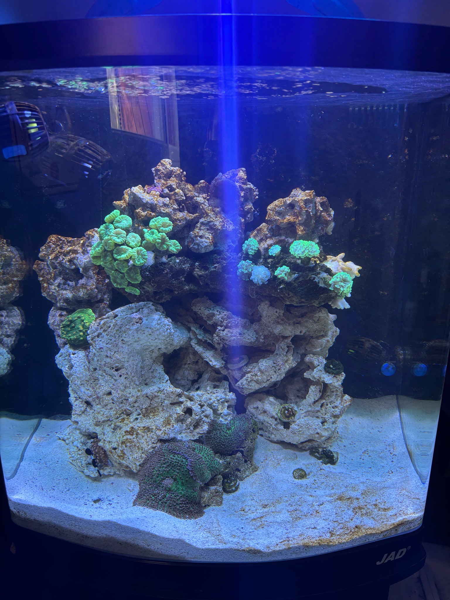 LPS mushroom coral and starfish in 3 week reef tank update - LPS coral, mushroom coral, starfish