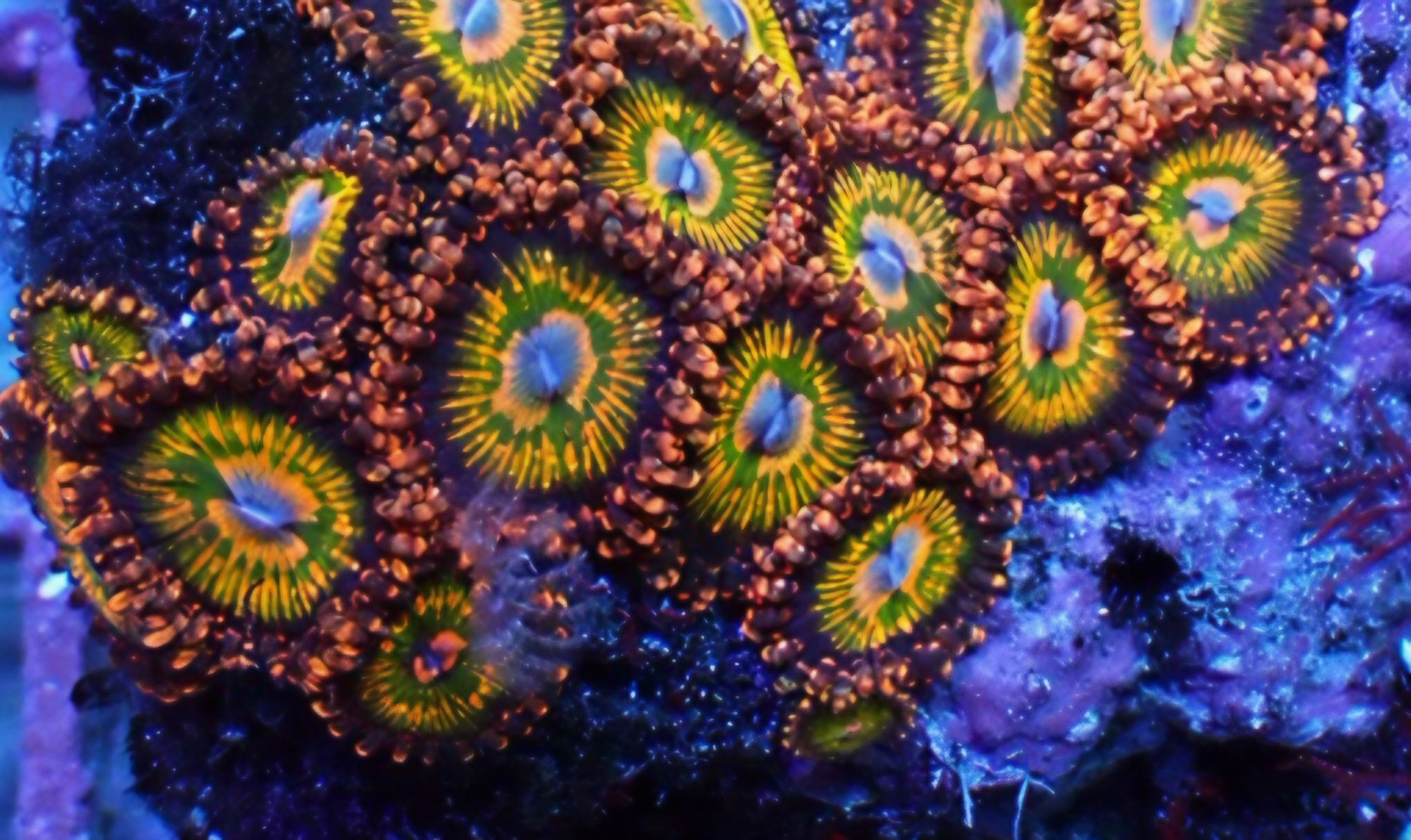 Aratinga zoanthids coral with vibrant blue green and yellow colors - Zoanthid, zoanthids